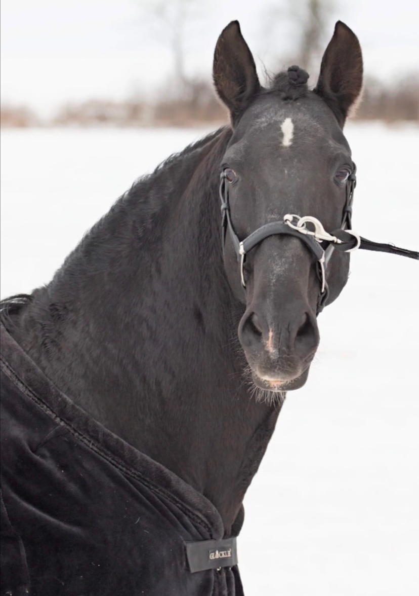 Černý LUSITANO - připouštění - 2