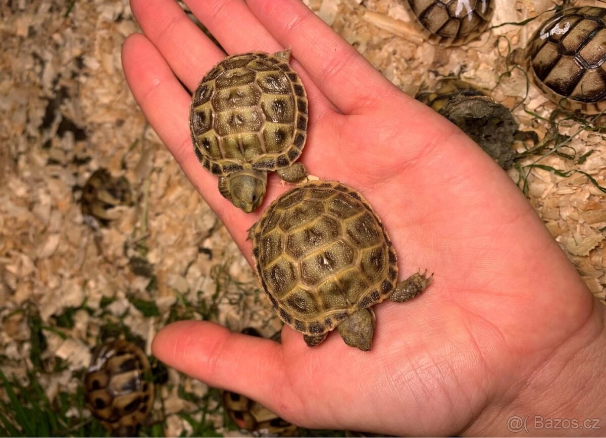 Želva suchozemská - zelenavá, stepní, vroubená, žlutohnědá - 2
