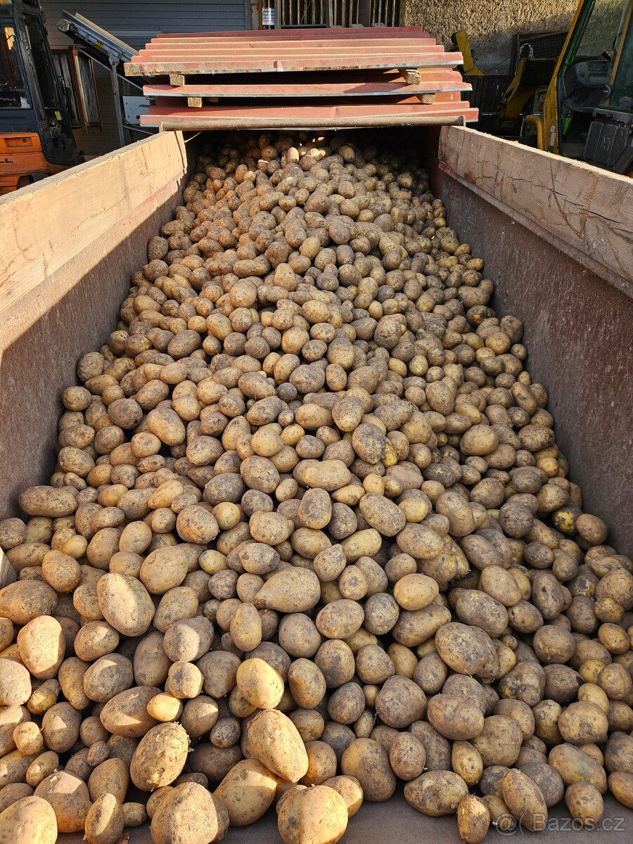 Brambory konzumní - 2