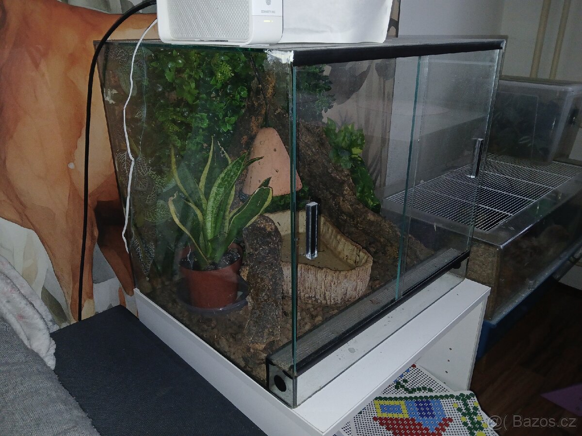 Terárium - 2