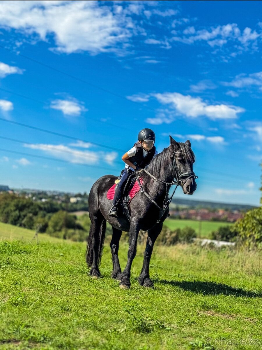 Fell Pony - kategorie B - 2