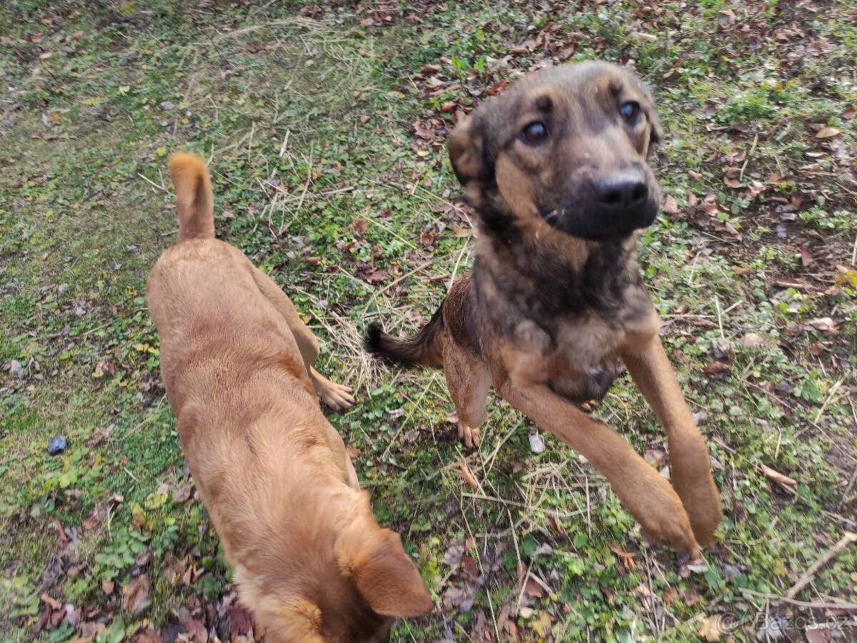 Odrostlá štěnata - 2