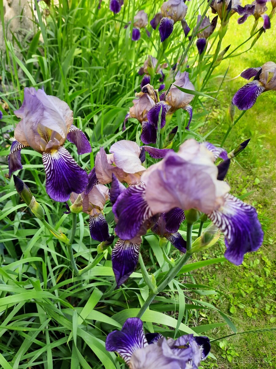 Světle fialový kosatec - 2