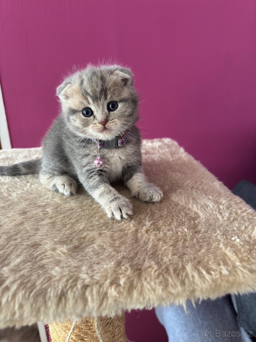 Britský koťátka - 2