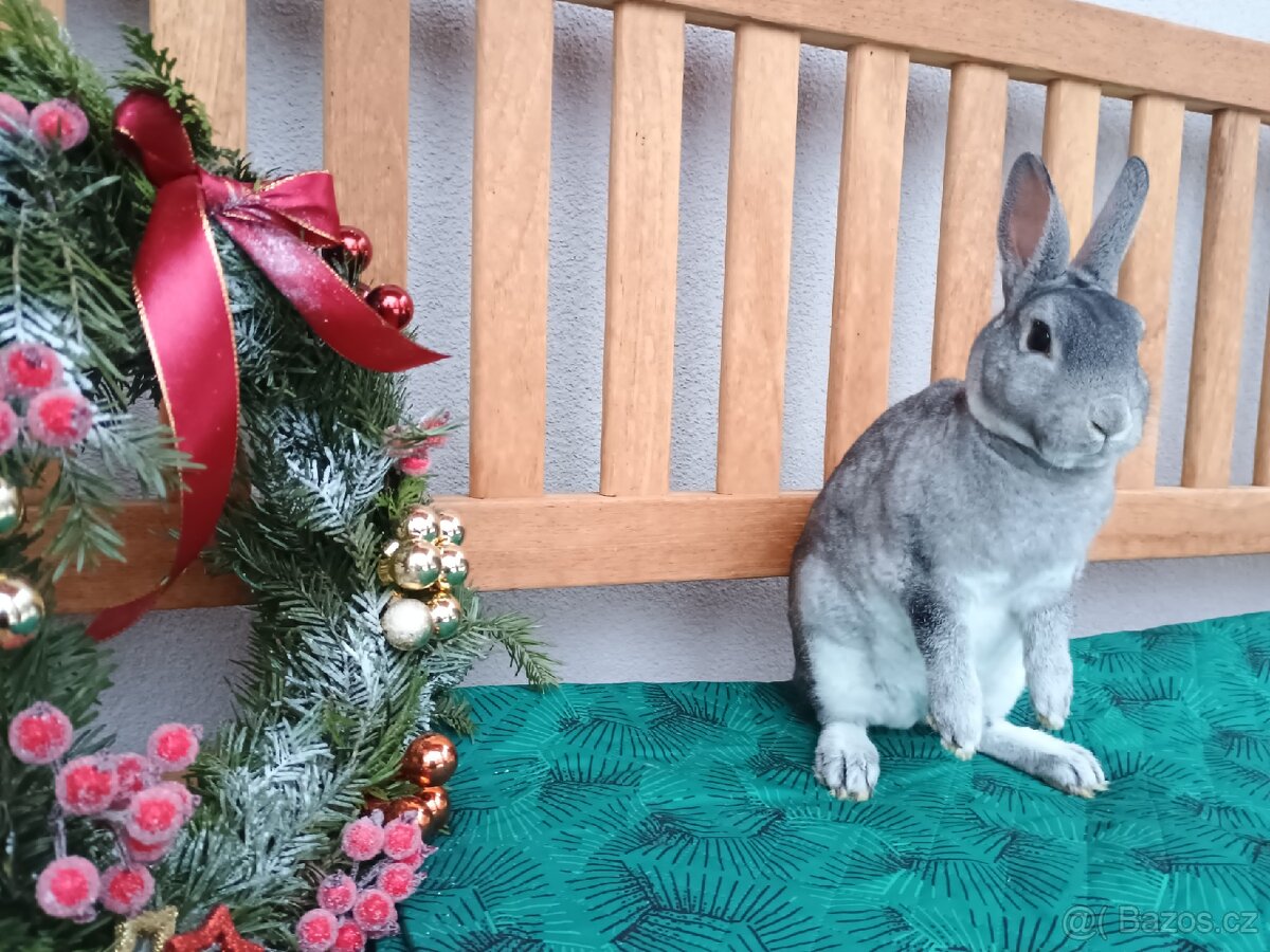 Zakrslý rexík činčilový sameček s PP - 2