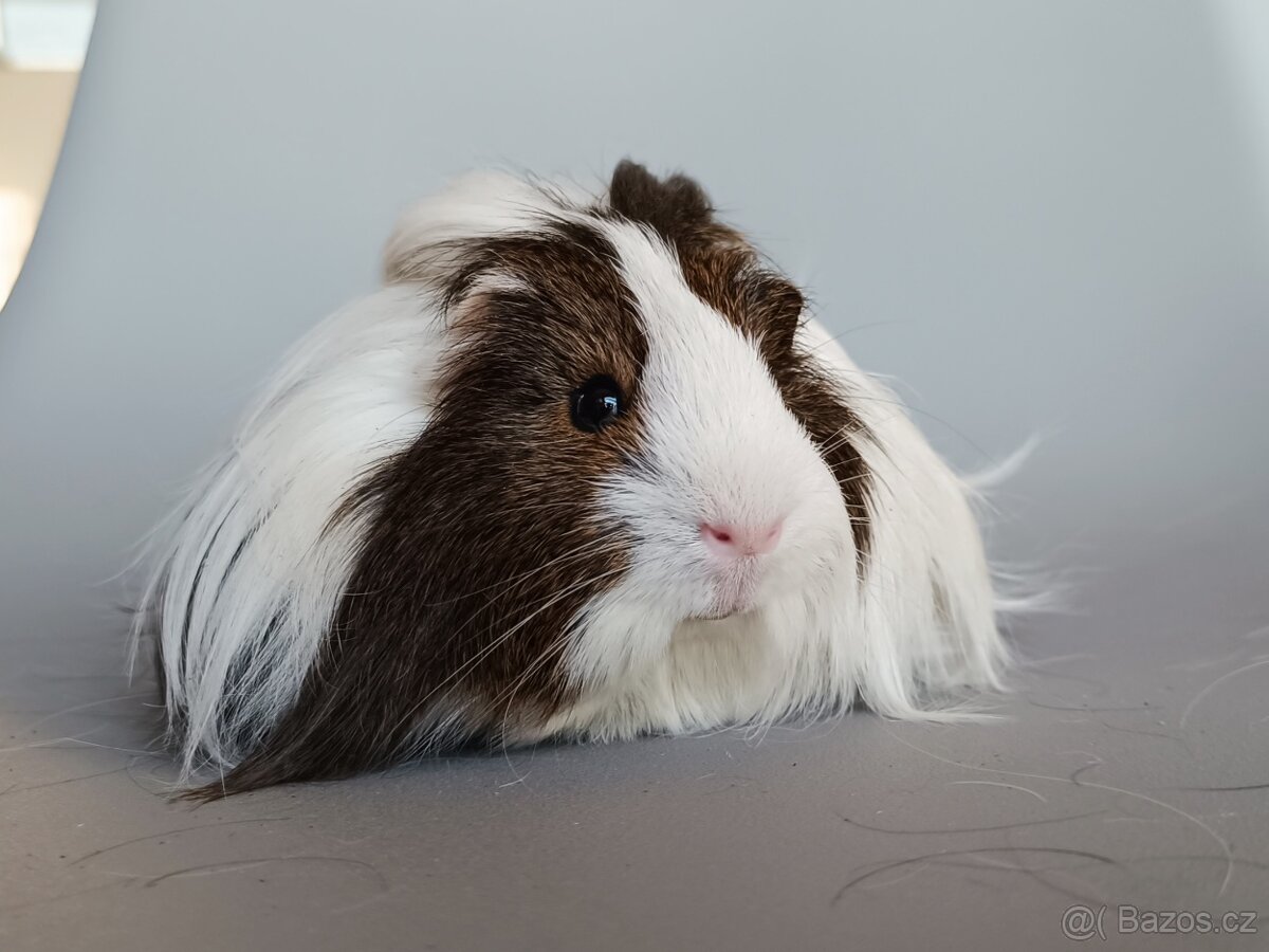 Dlouhosrsté morče - šeltie - 2