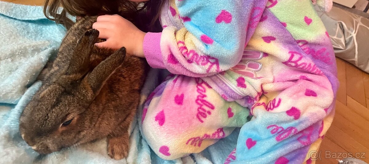 Zakrslý králíček - 2