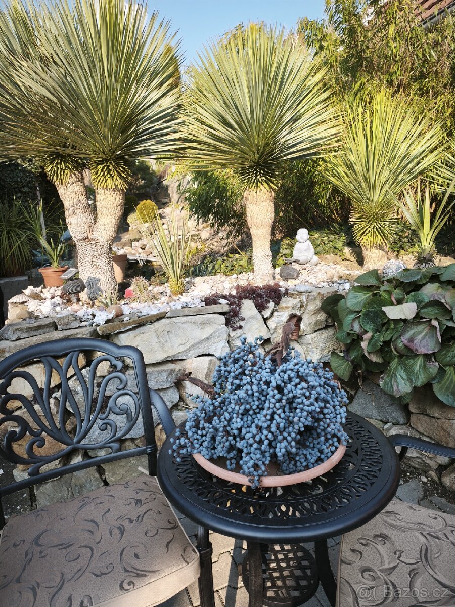 Semena - palma Trachycarpus Fortunej - 2