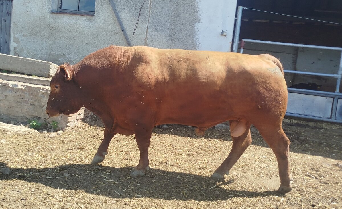 Plemenný býk AA - 2
