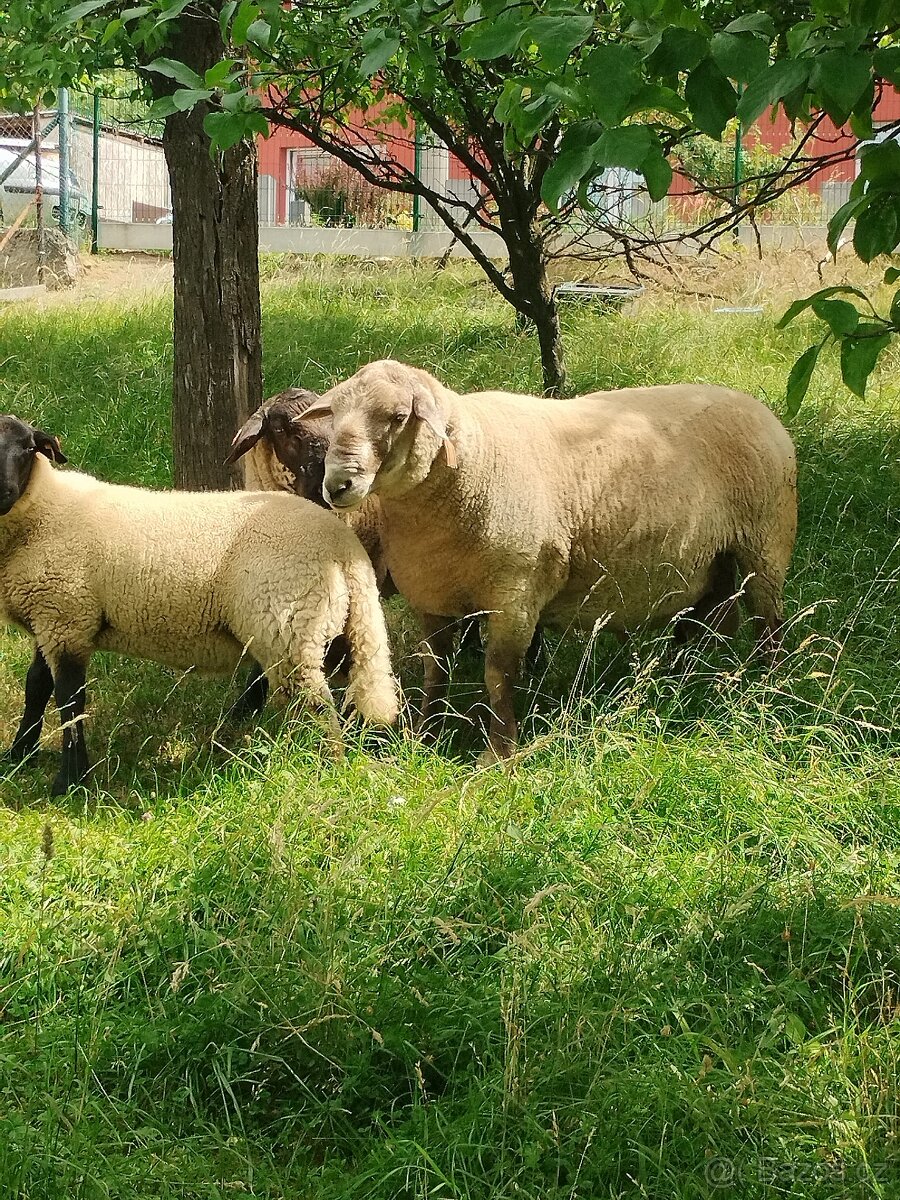 Prodám berana - 2