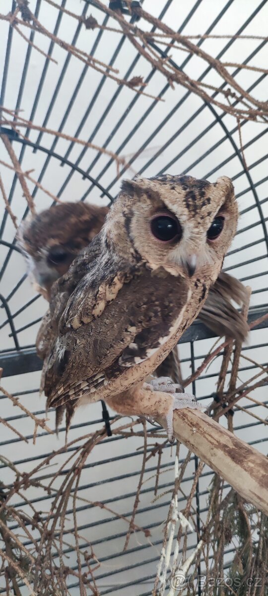 Výreček indický a jihoamerický - 2