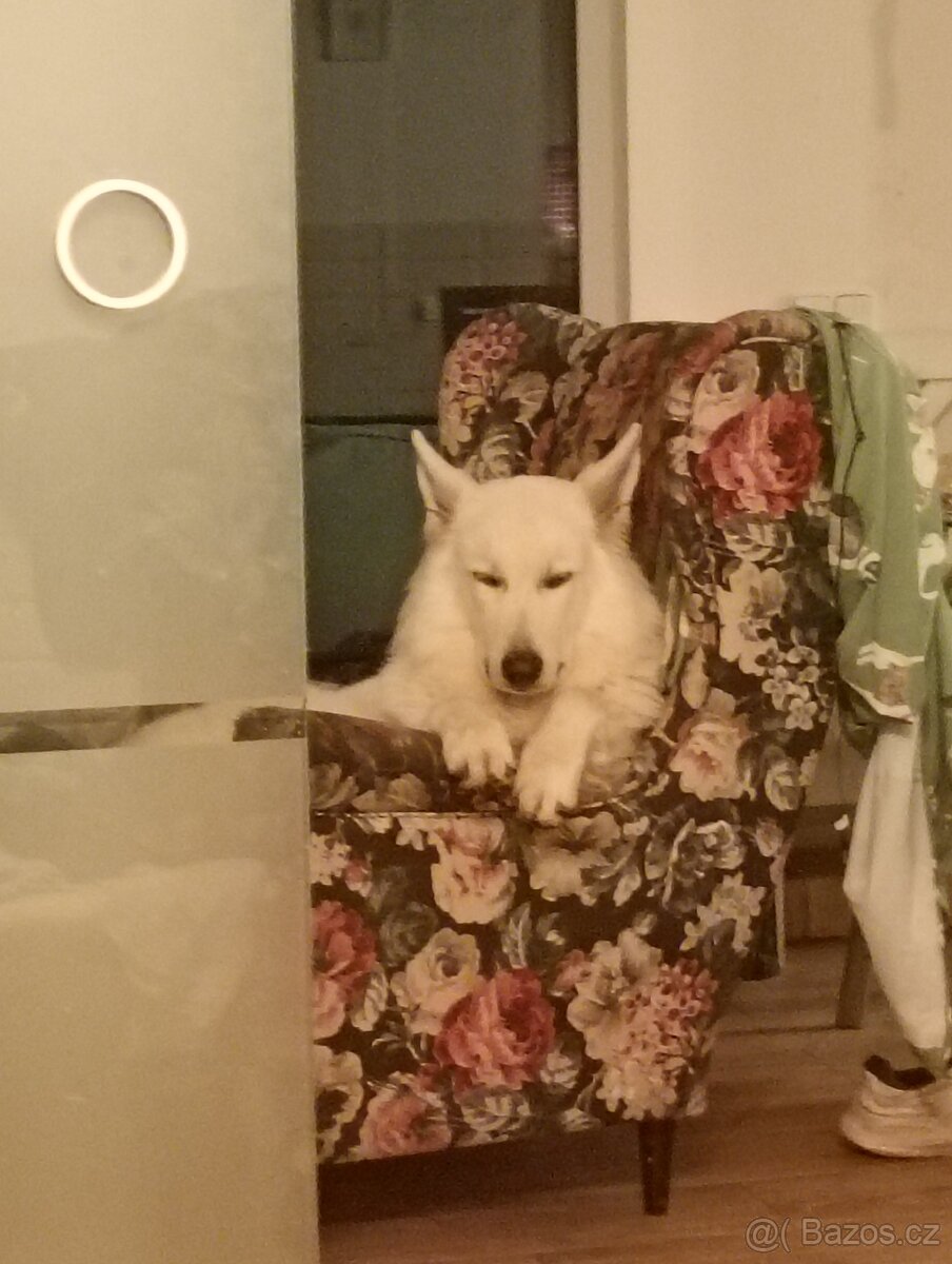 Švýcarský ovčák ke krytí samec - 2