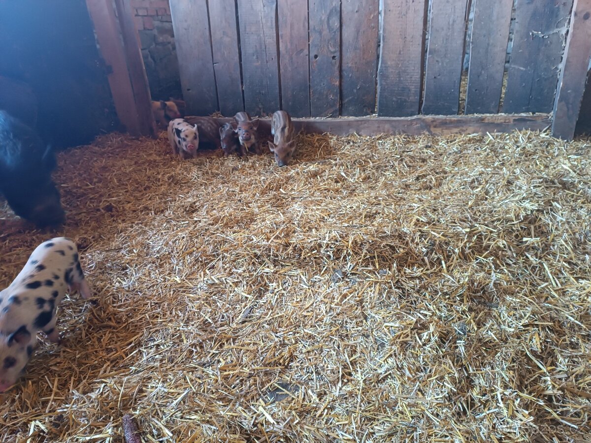 Prodám selátka - 2