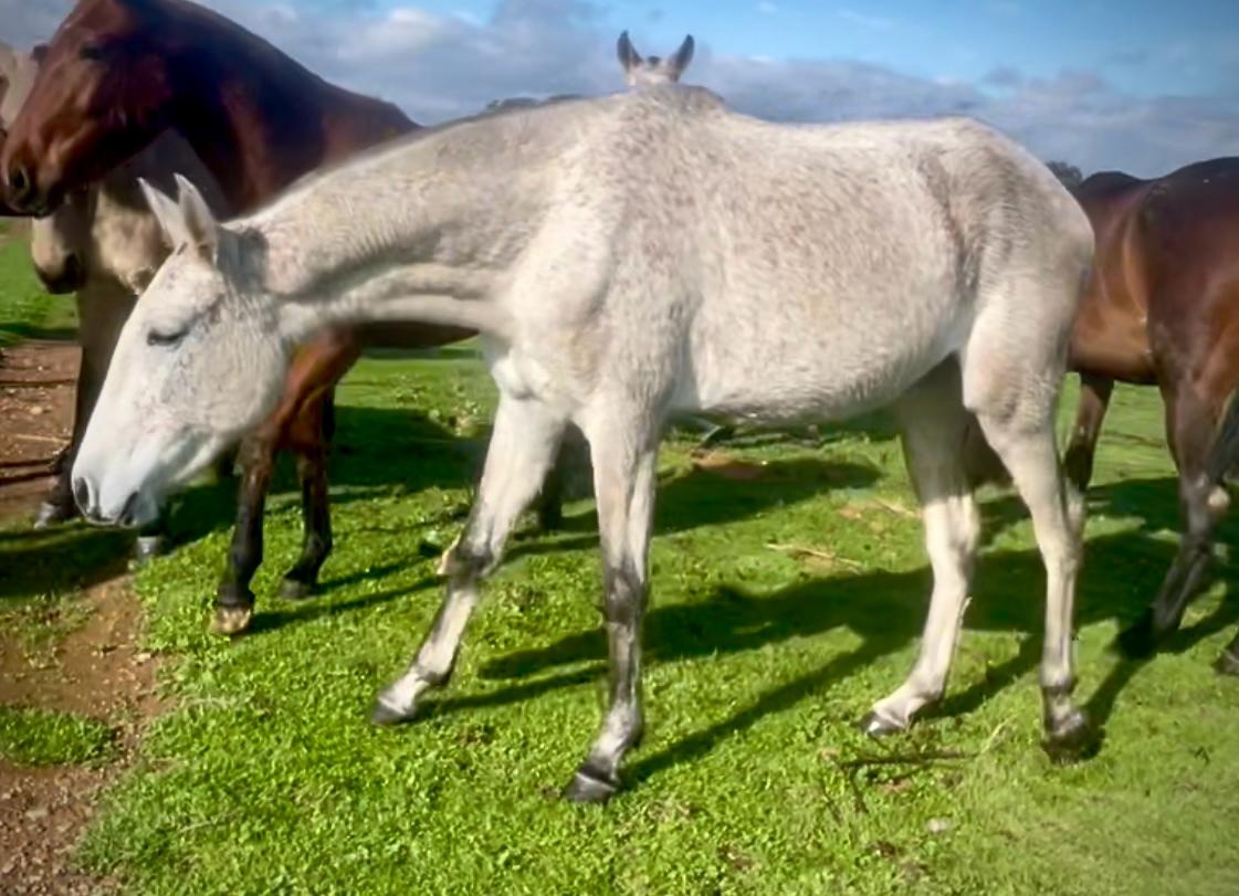 Lusitano klisna s PP - 2