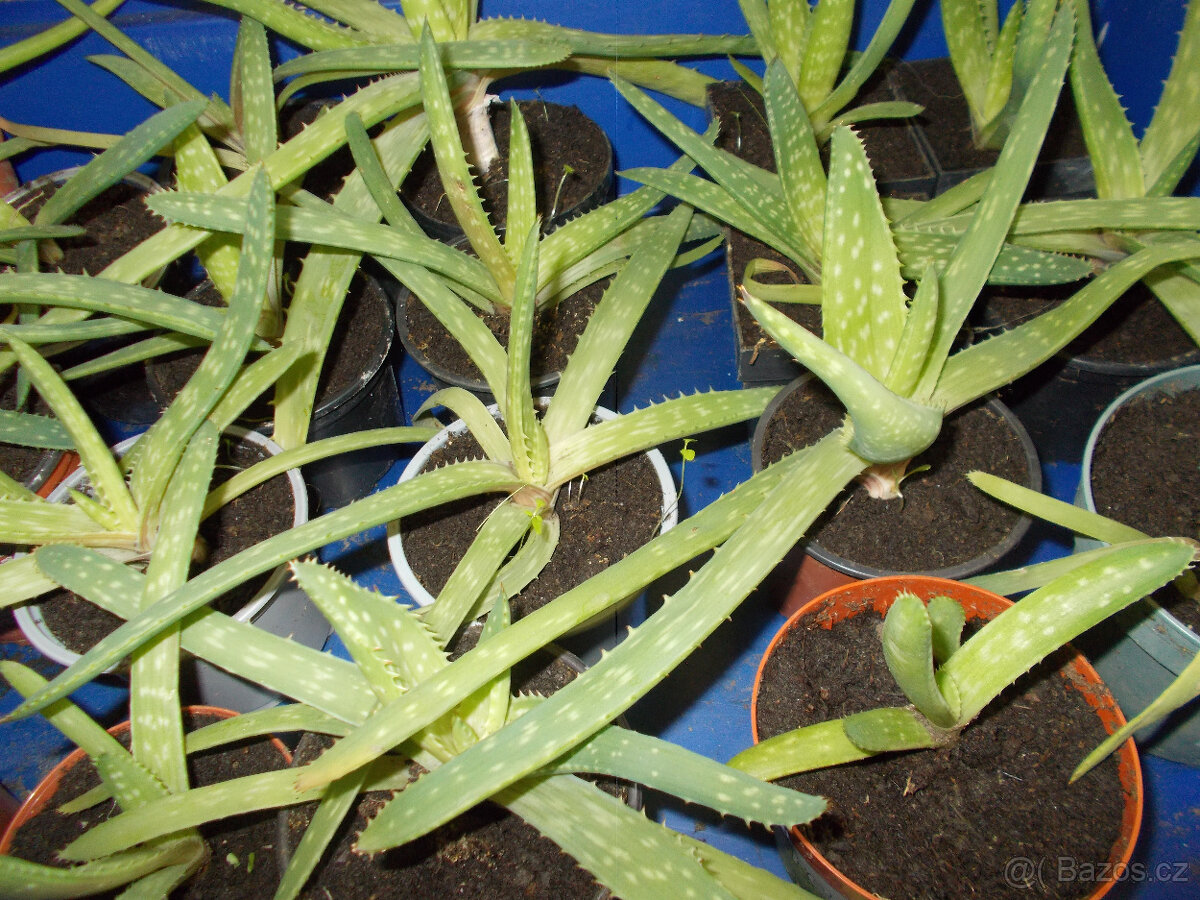 Aloe vera - 2
