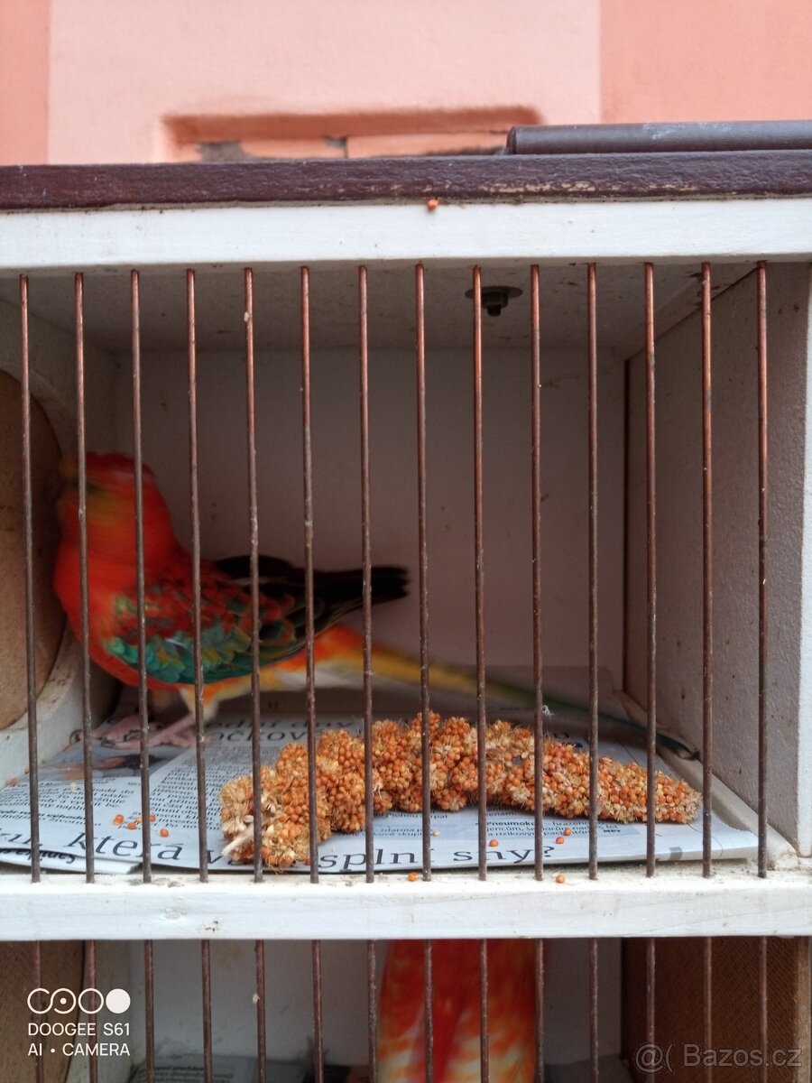 Papoušek zpěvavý - 2