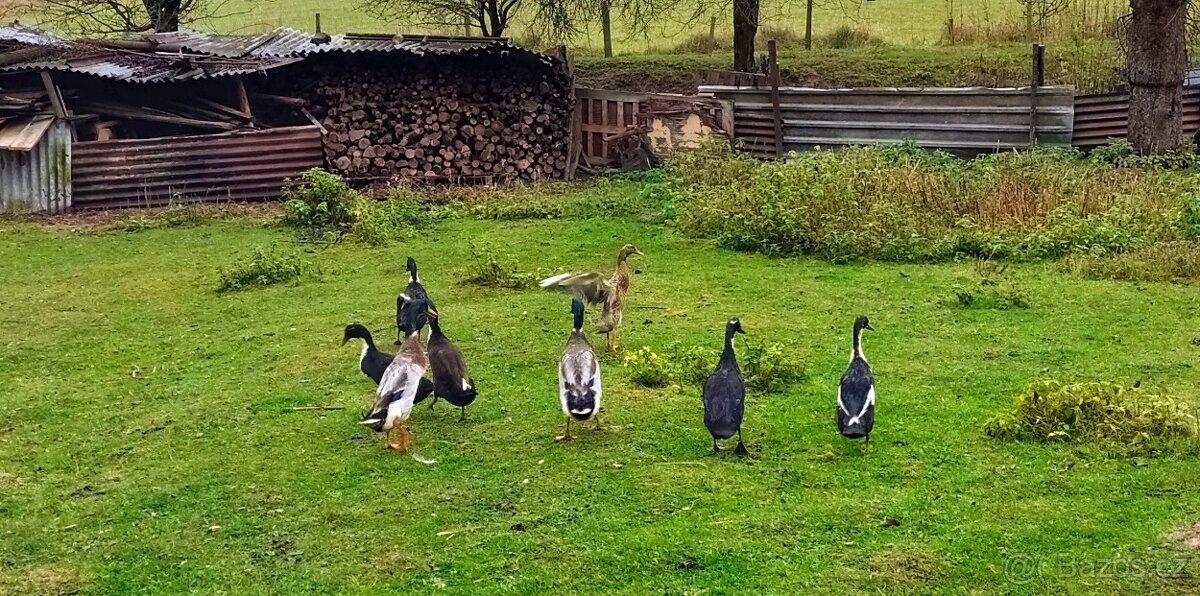 Indický běžec - 2