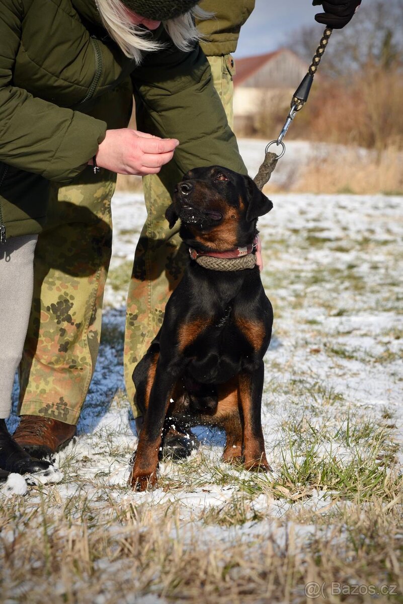 Jagteriér Andy hledá domov - 2