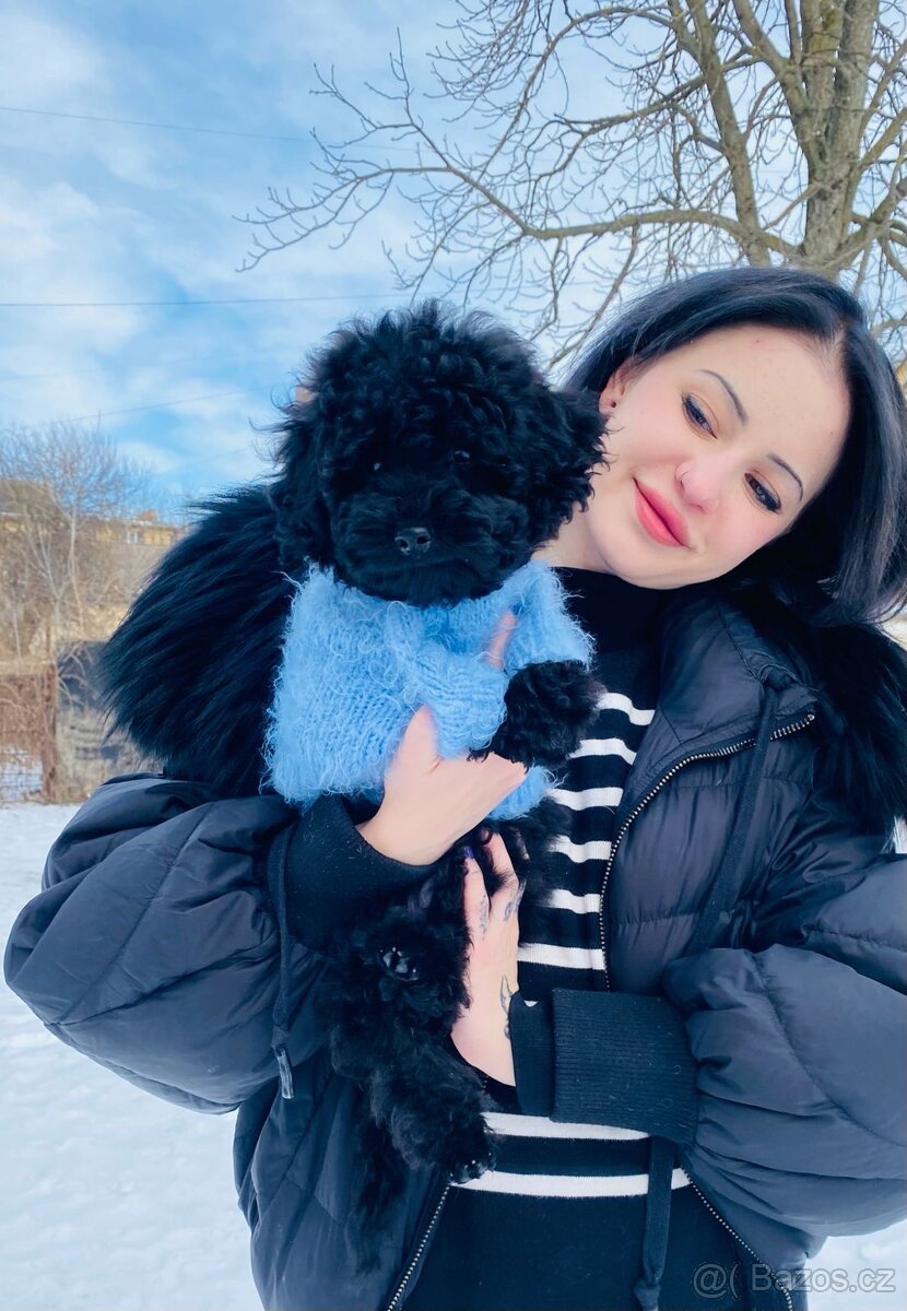 Černá perla, střední pudl PP FCI - 2