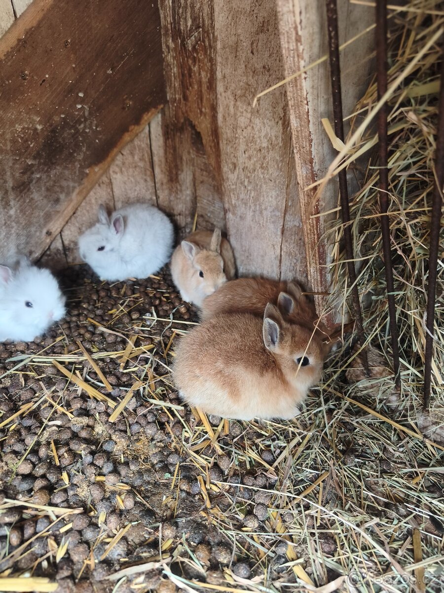 Zakrslí králíčci - 2