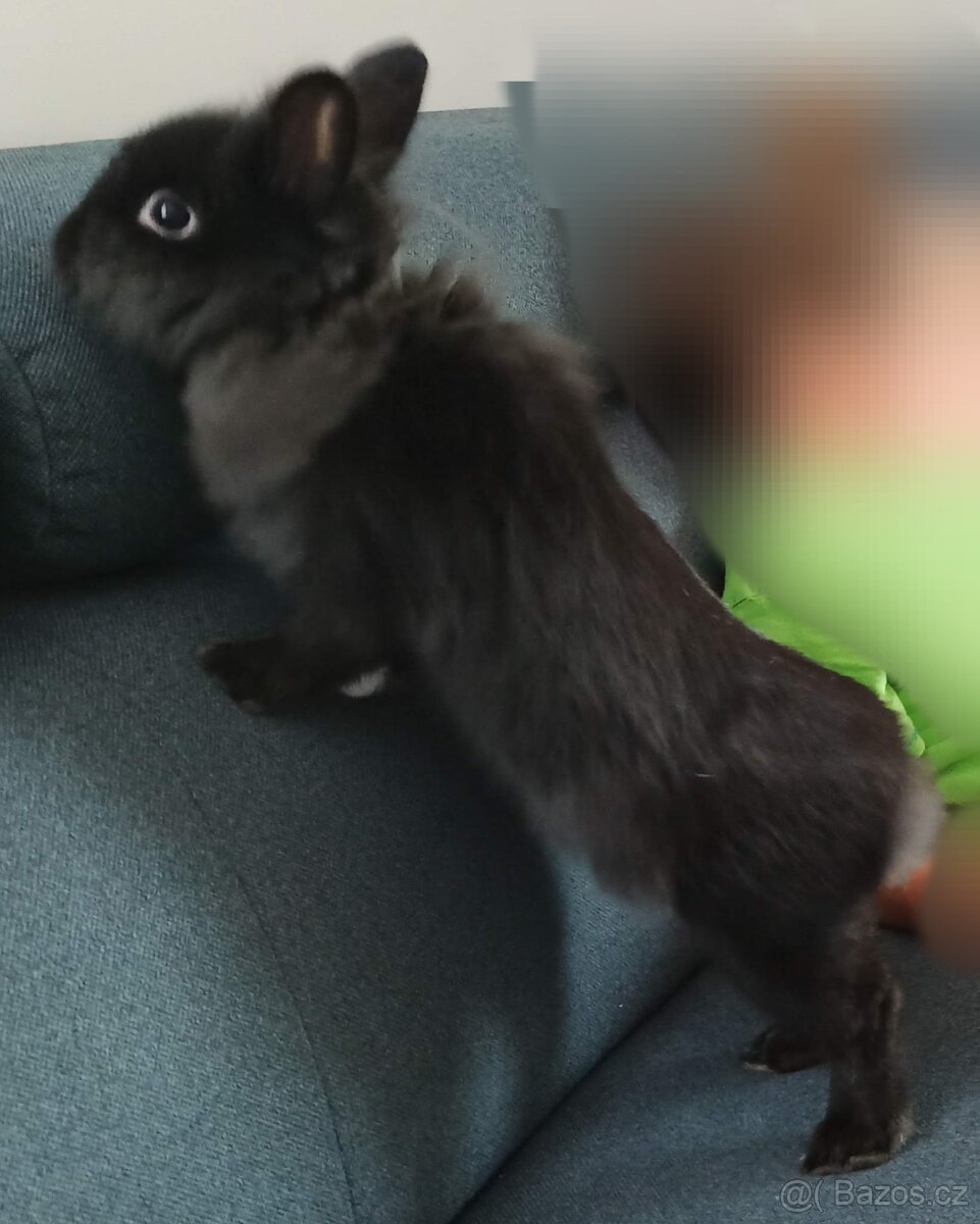 Zakrslý králík - 2