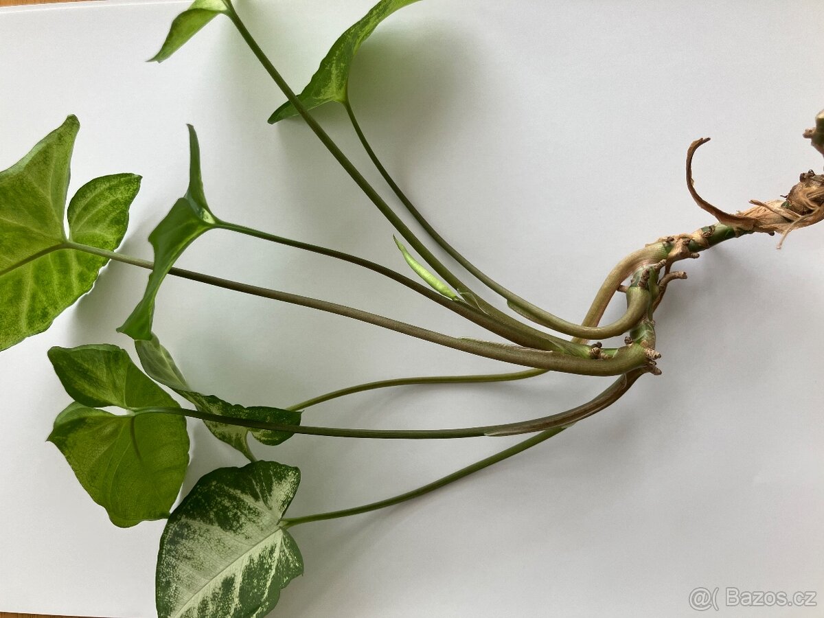 POKOJOVÁ ROSTLINA PIXIE - 2