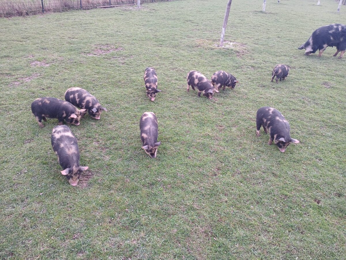 selata kune kune - 2