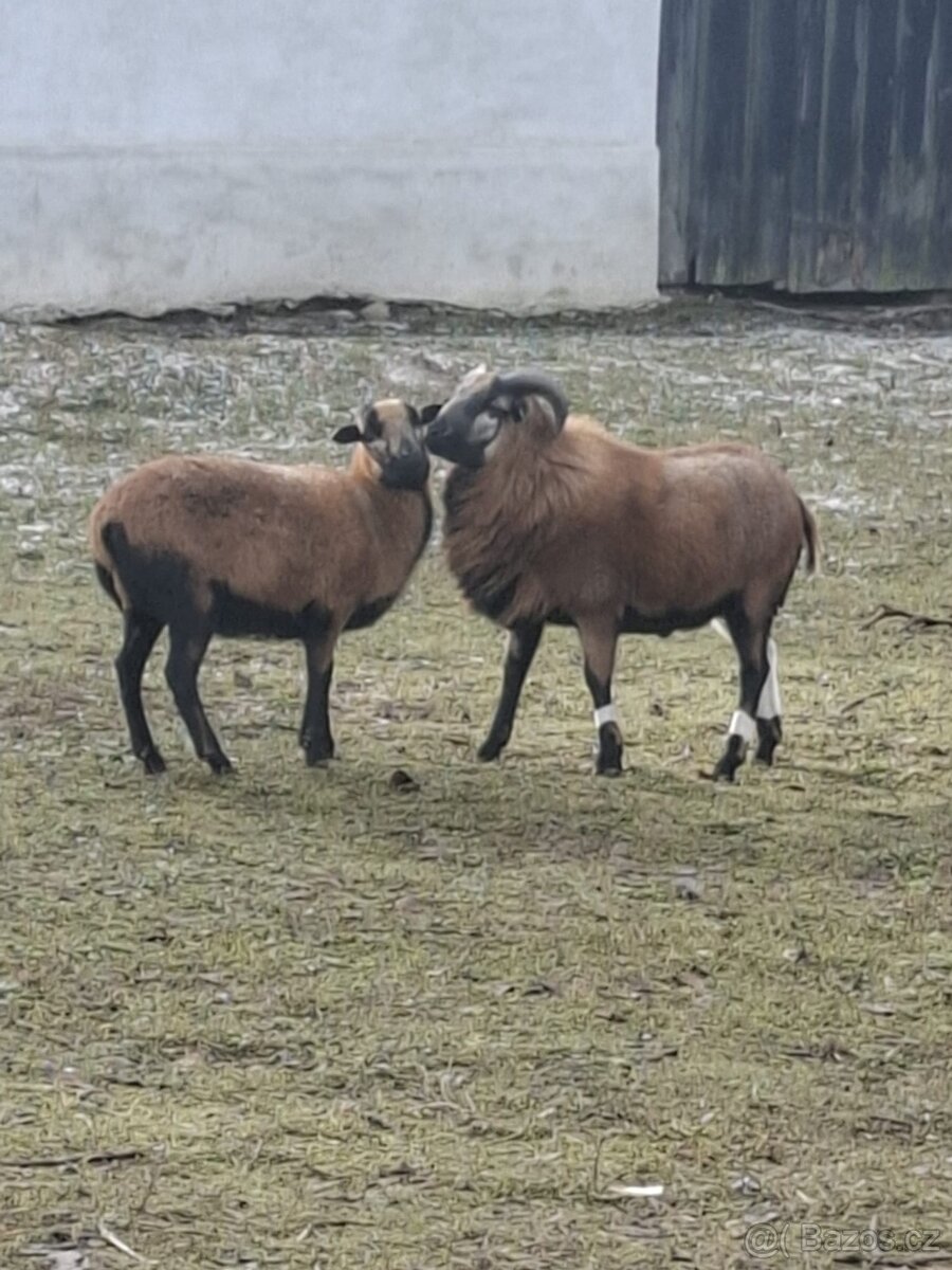 Kamerunská ovce - 2