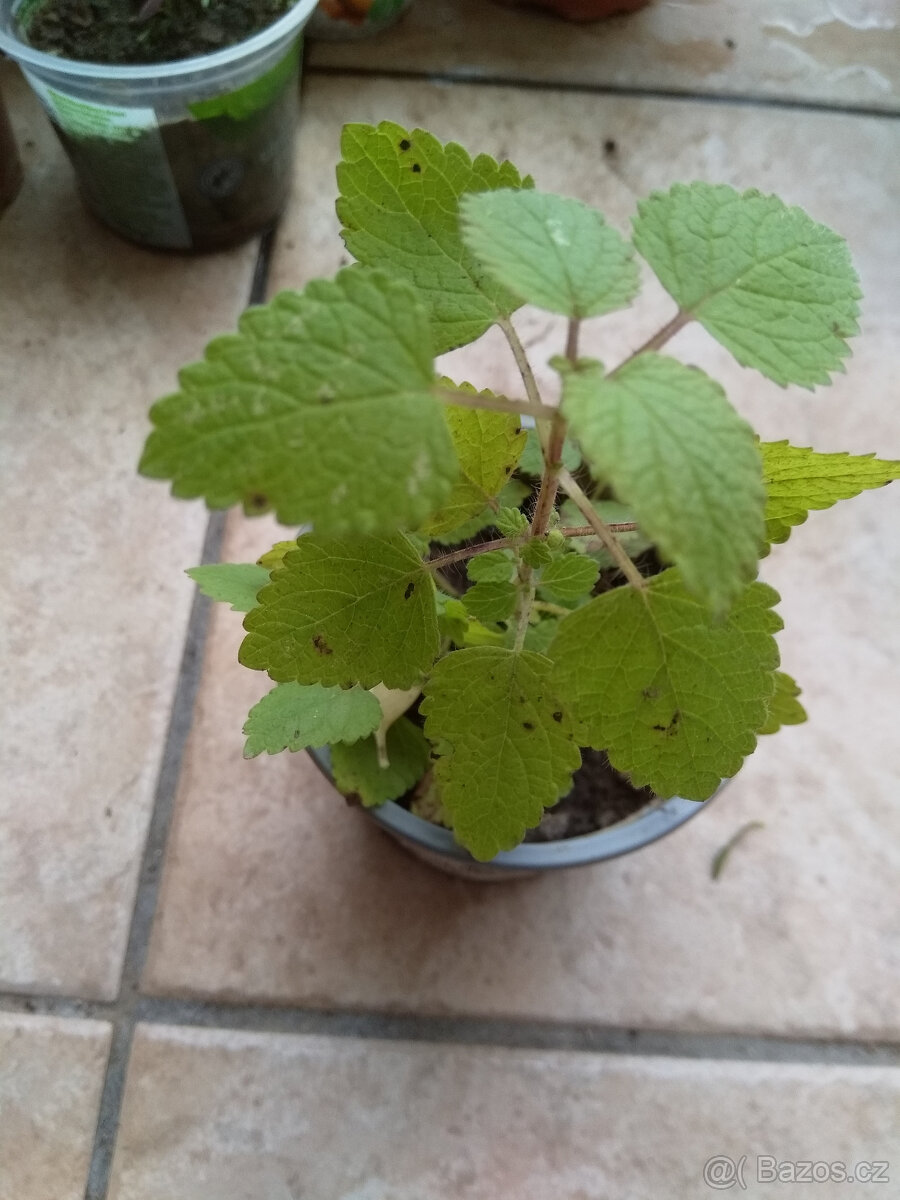 Medunka sazenice - 2