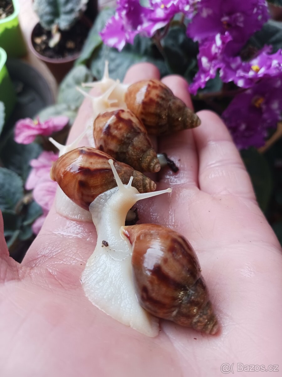 Afričtí šnečci - 2