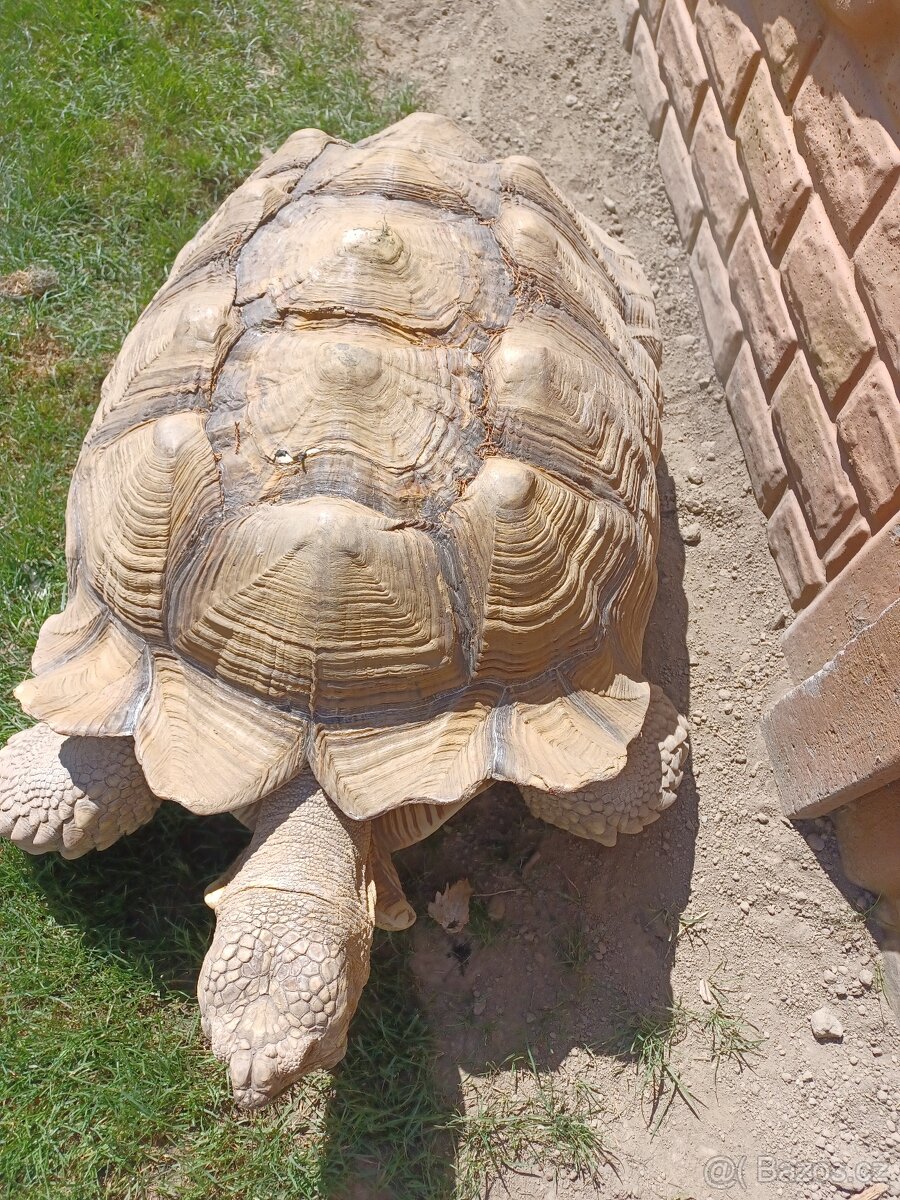 Želva sulcata - 2