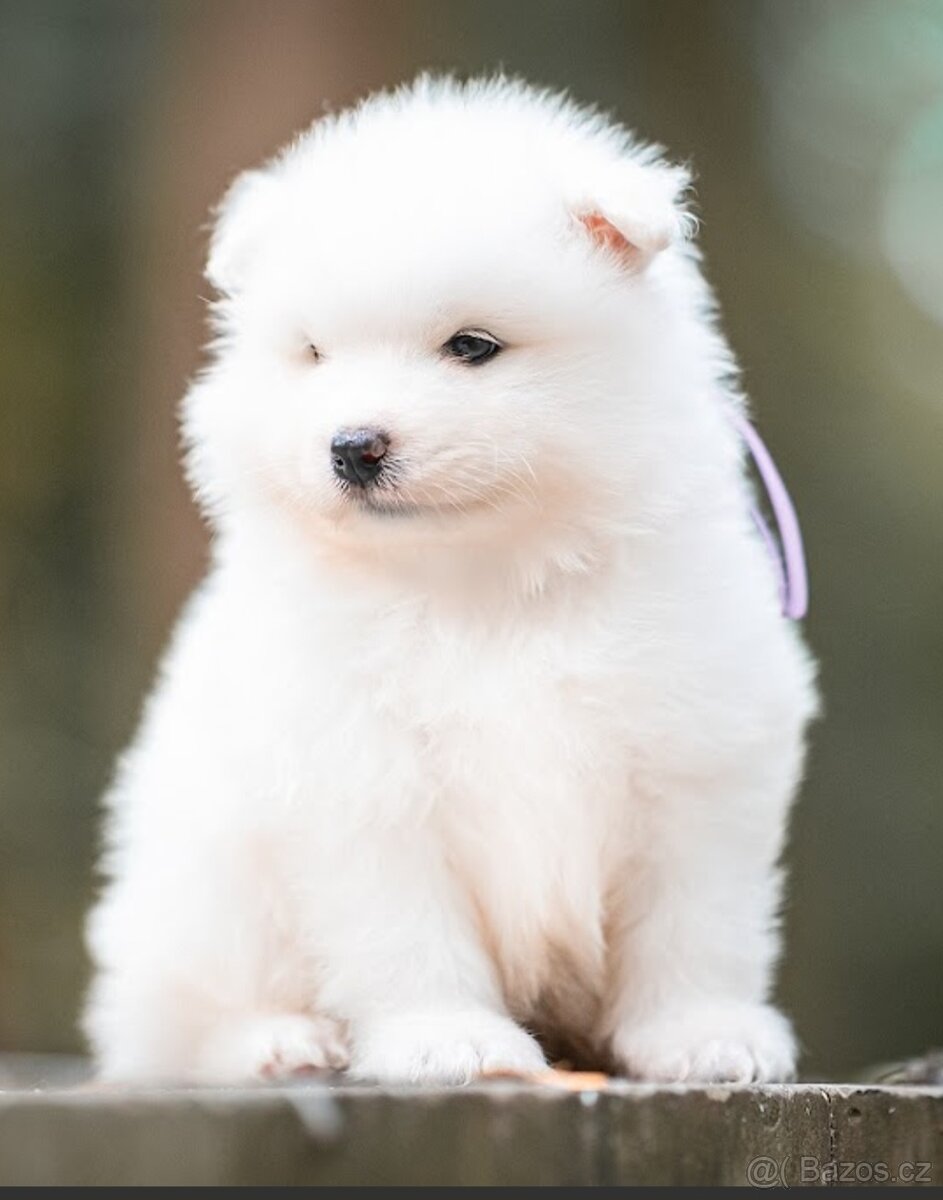 Samojed s PP - 2