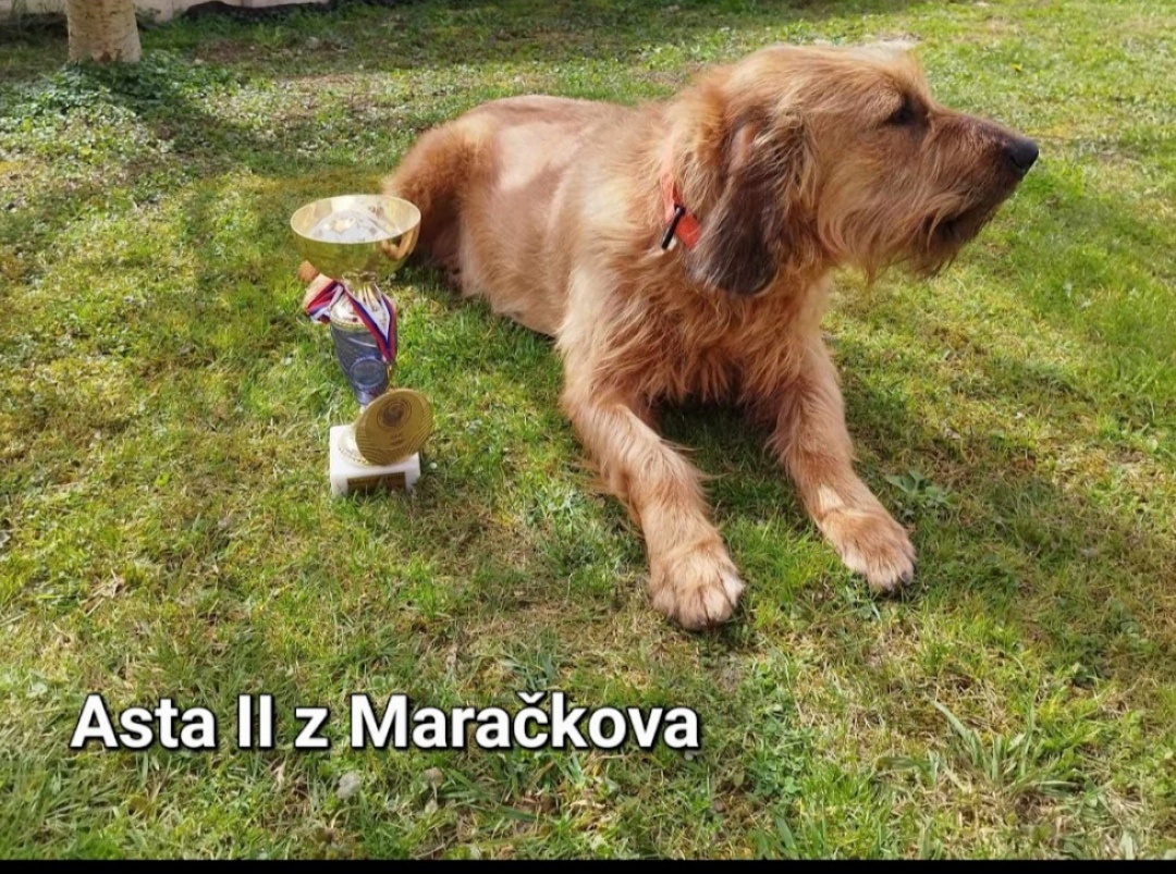Štýrský Brakýř - 2