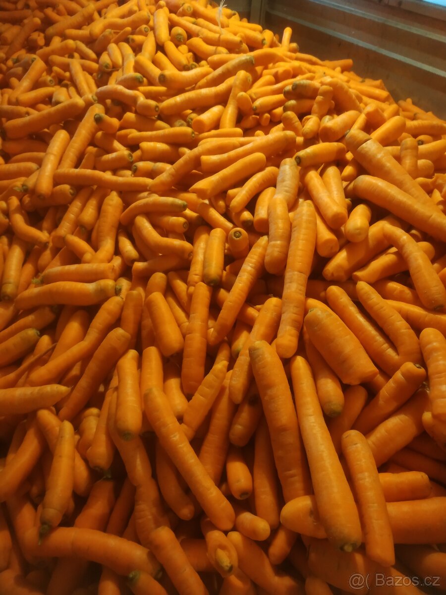 Krmná mrkev, Sušené řepné řízky - 2