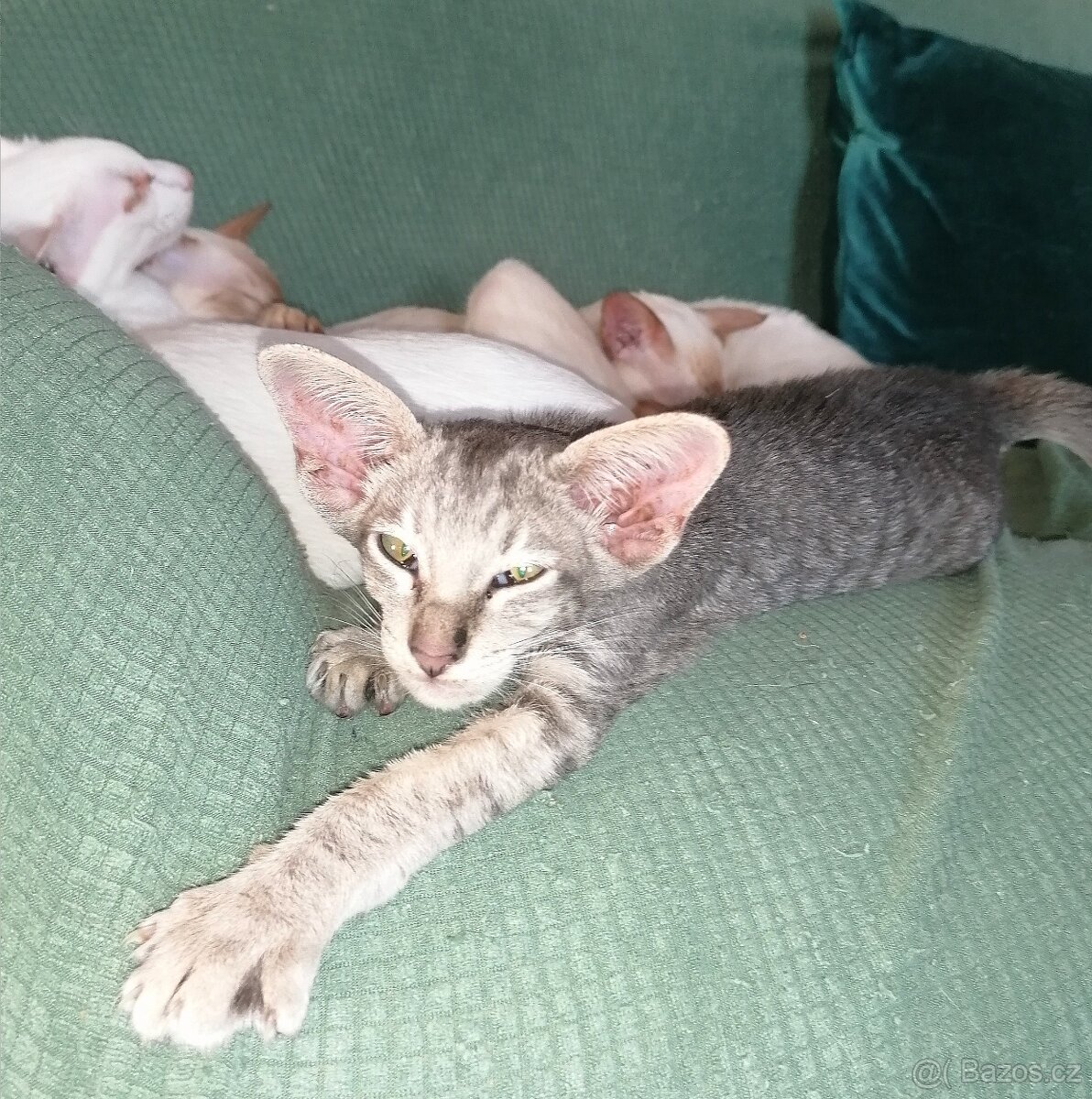 Orientální kočička s PP - 2