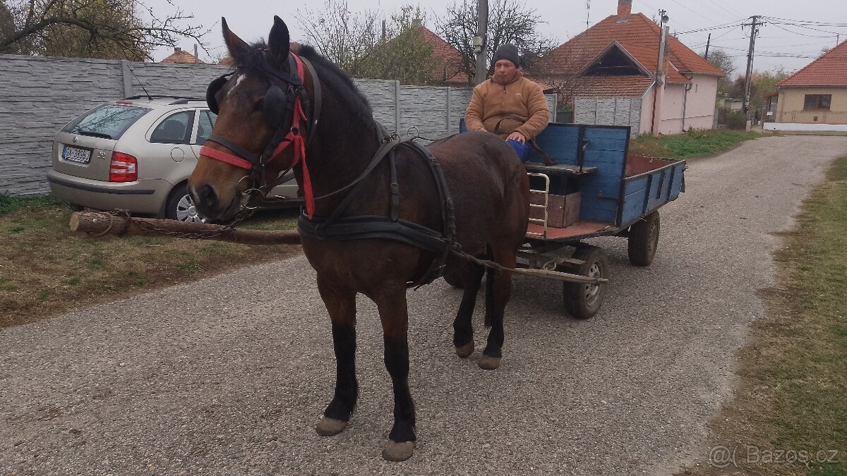 quarter horse X hucul - 2