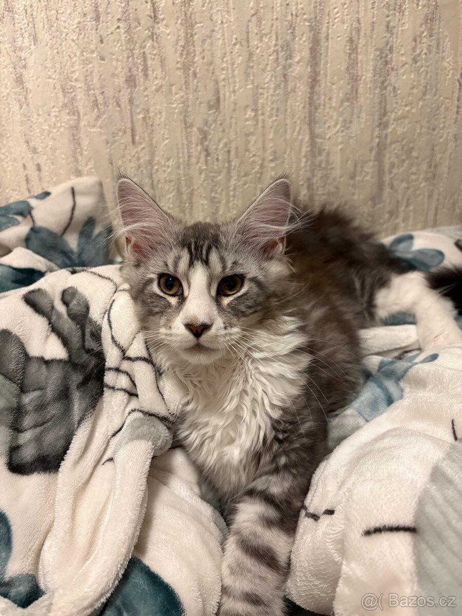 Minská mývalí koťata bez PP - 2