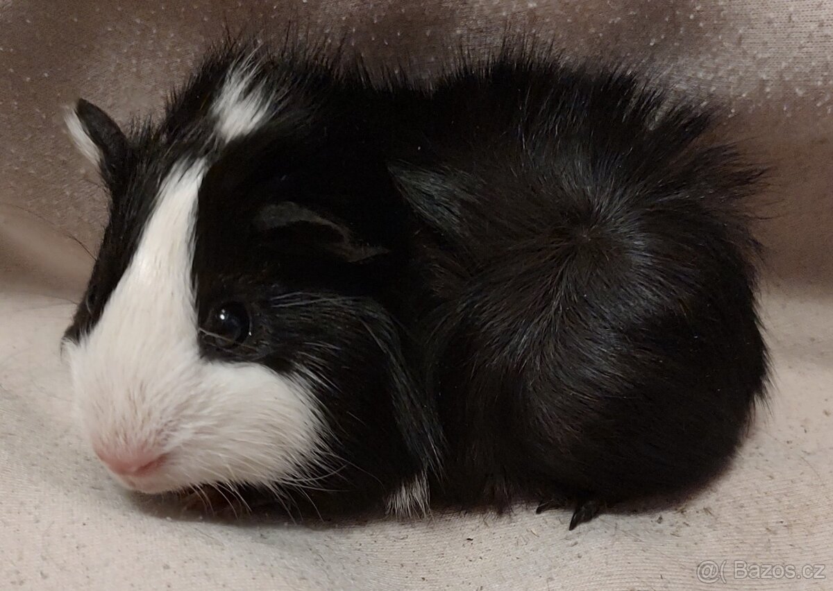 Morče/ Morčata - 2