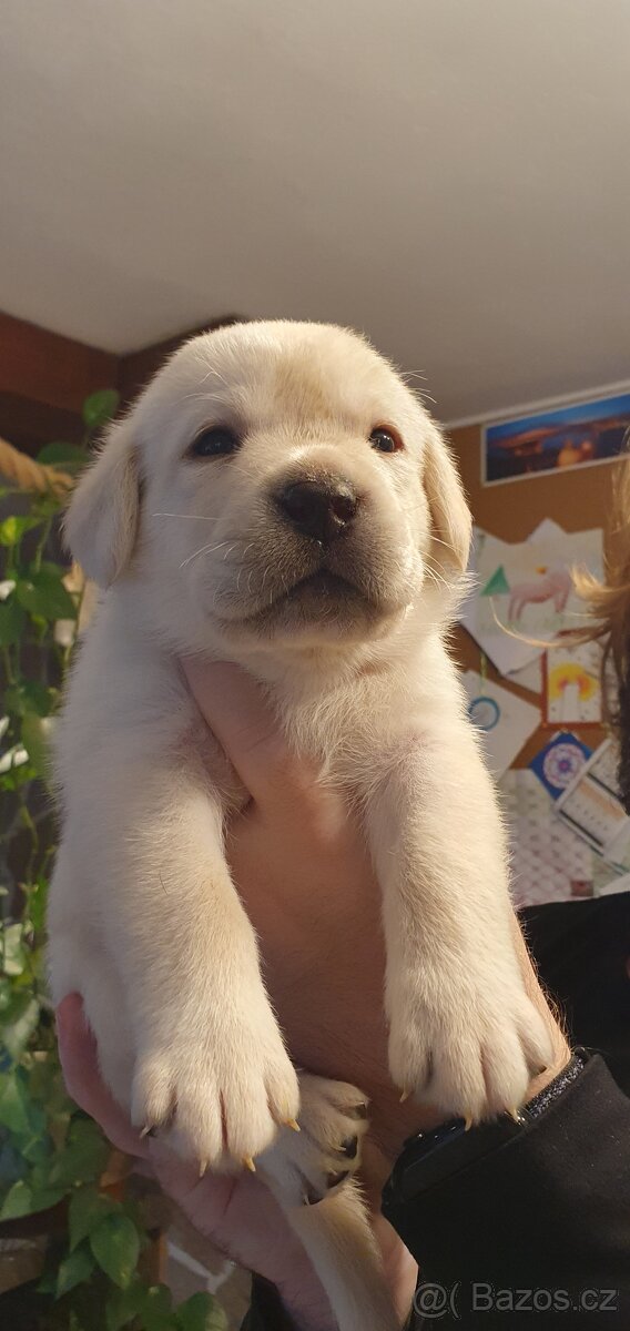 Labrador - černá a smetanová štěňátka - 2