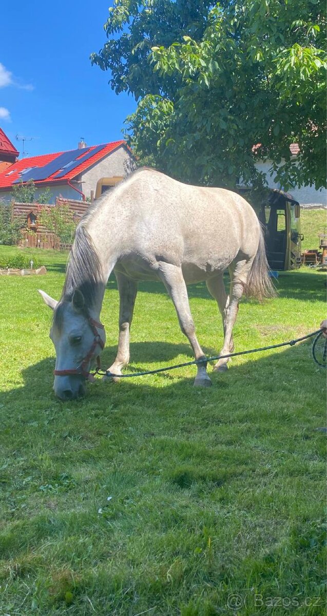 Pronájem klisny - 2