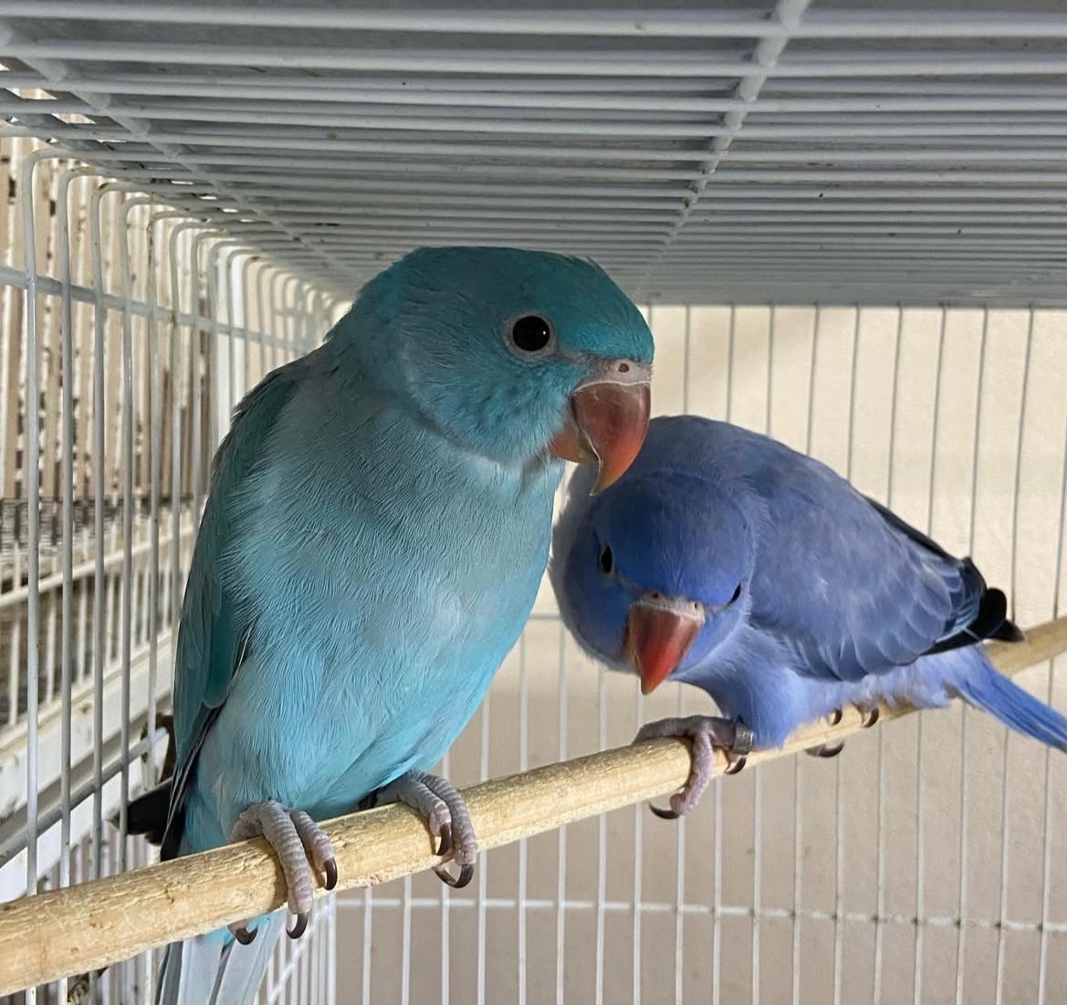 Alexandr velký a malý - 2