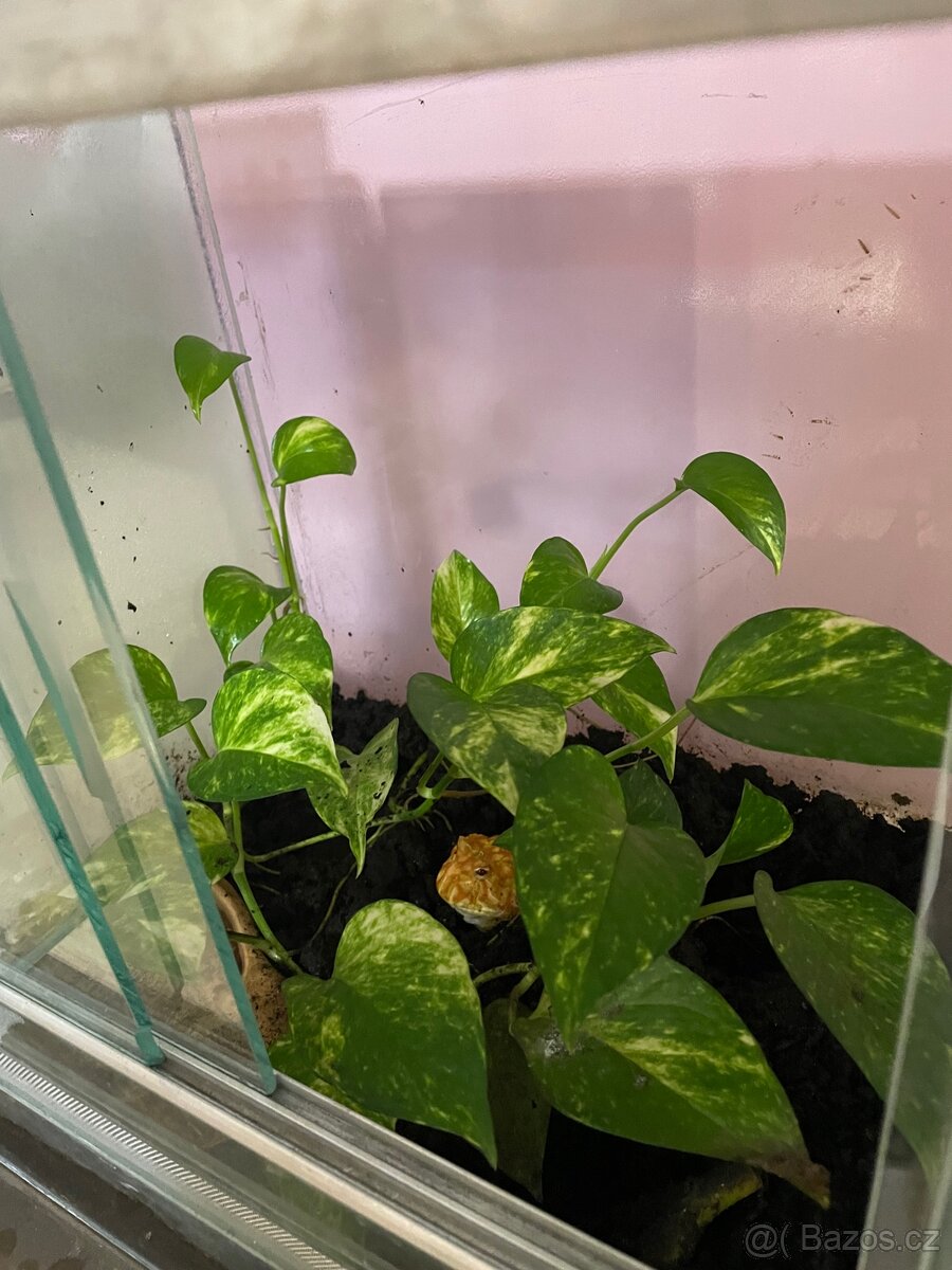 Rohatka cranwellova - 2