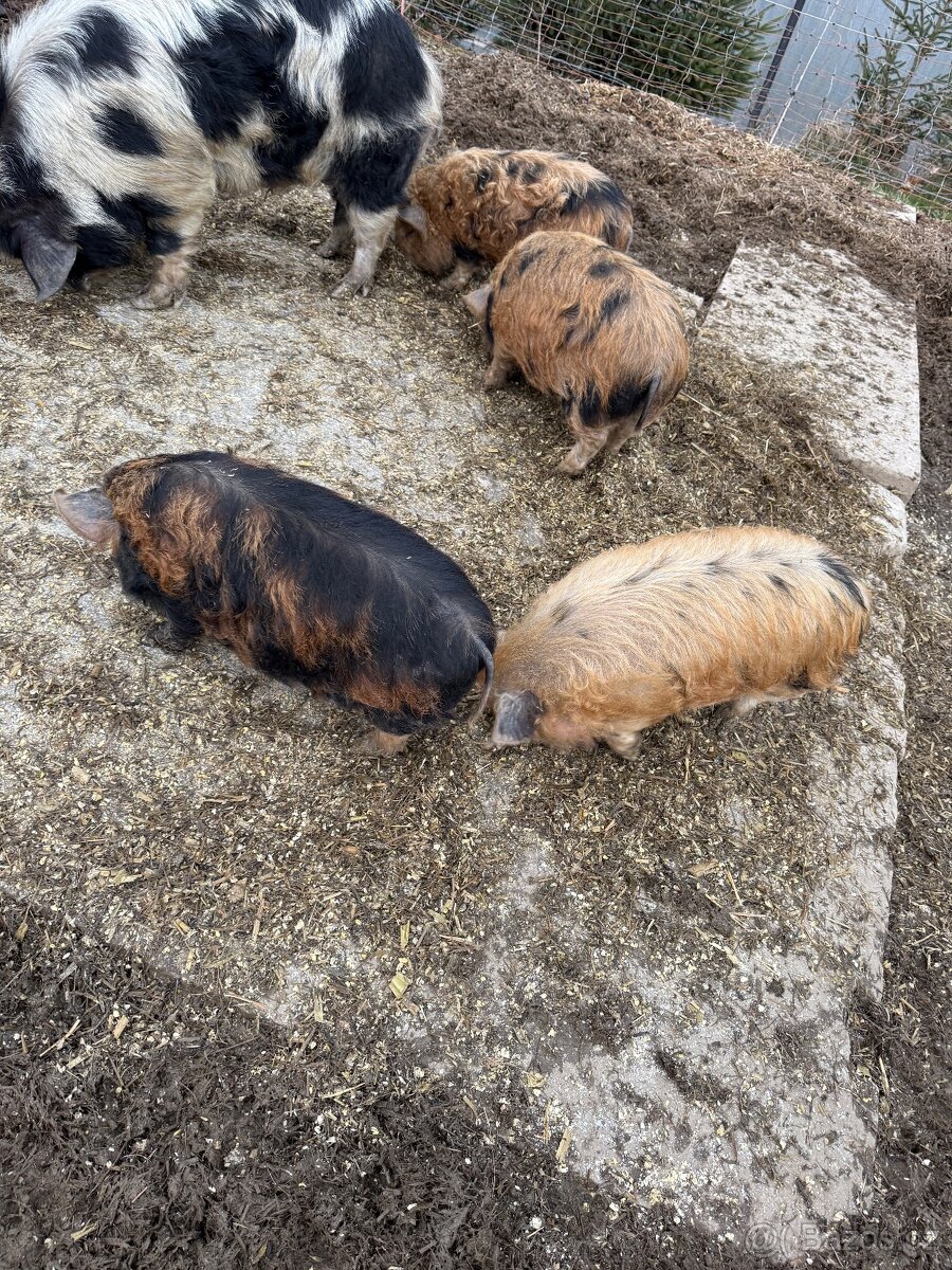 Prodám Kune kune - 2