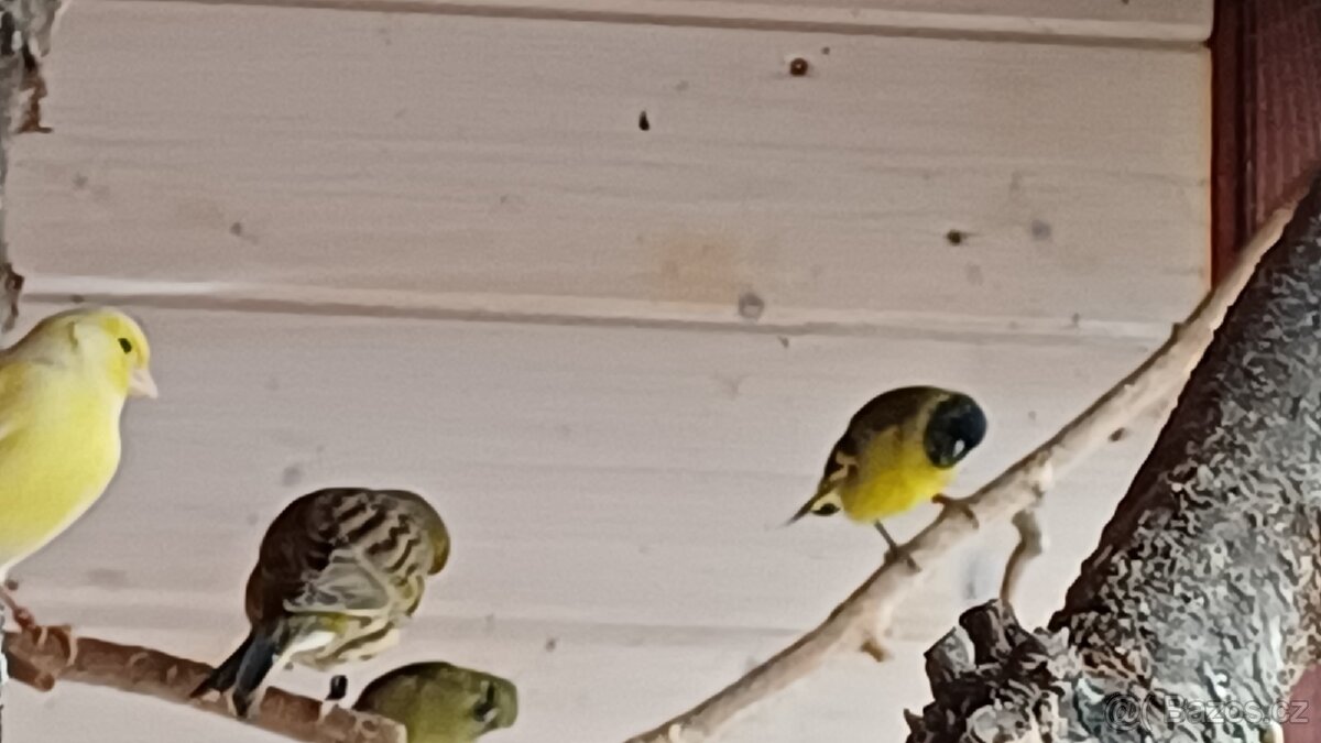 Čížek magelánský - 2