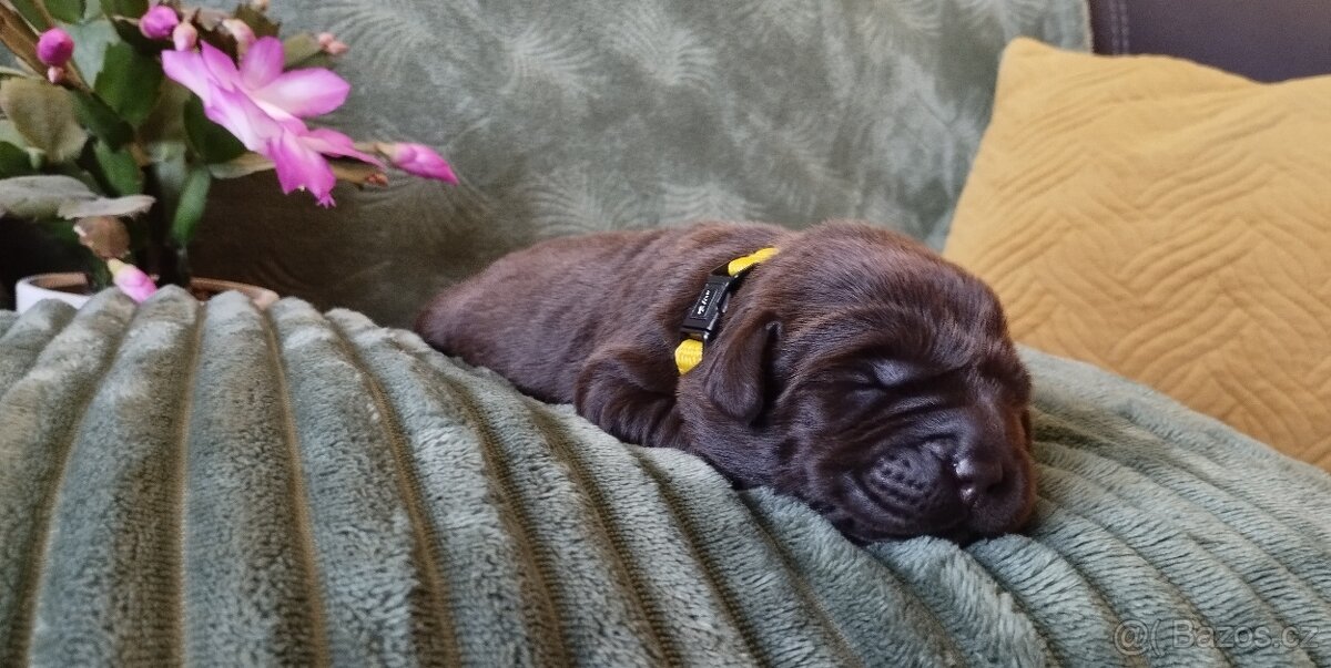 Labradorský retrívr - štěňata s PP k rezervaci - 2