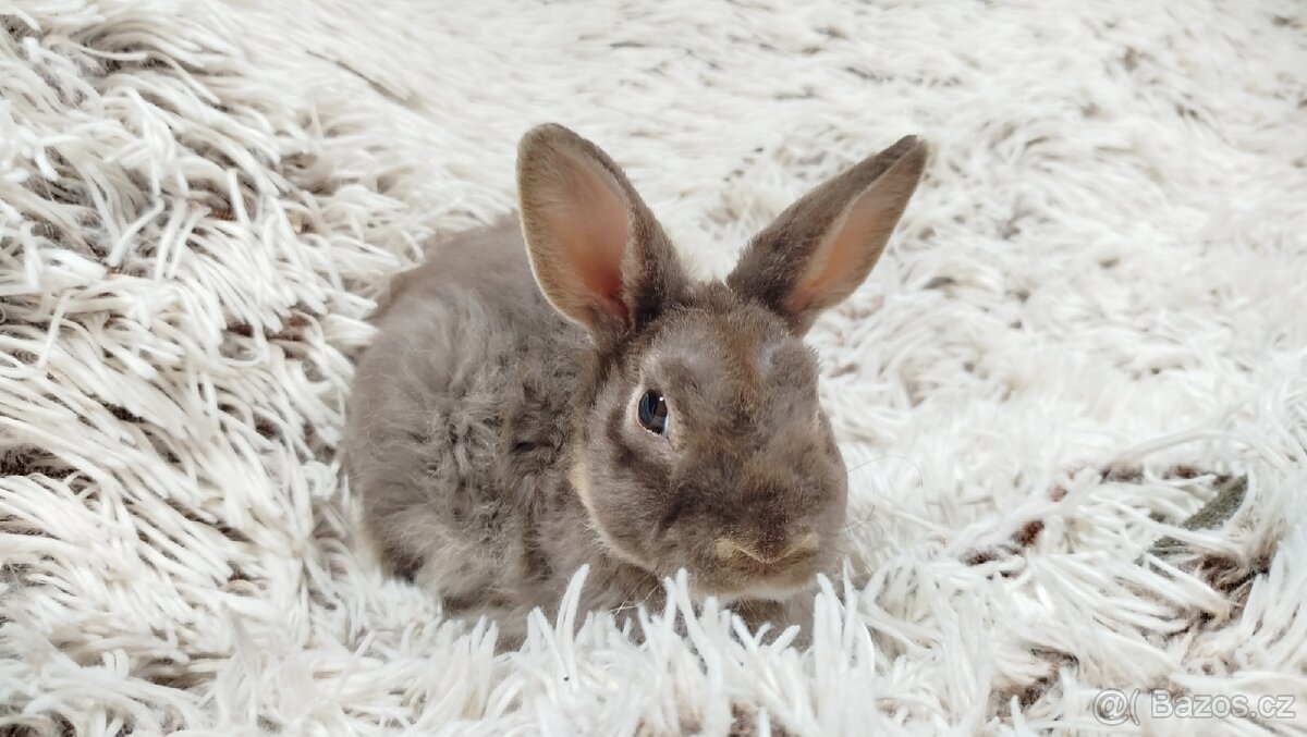 Zakrslý beránek,králíček,králík -(REX)-DIANA - 2