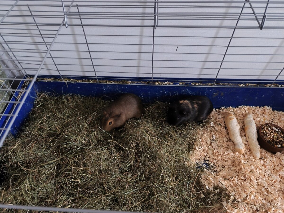 Daruji morčátka - 2