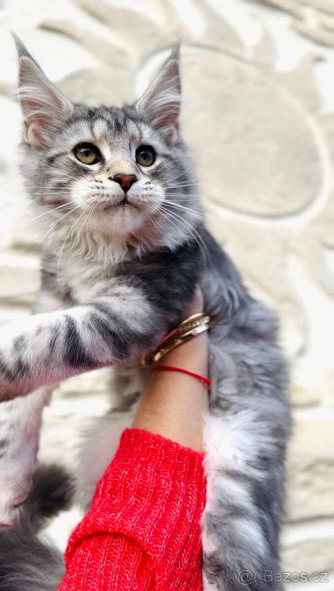 Freya s PP ❤️ Mainská Myvalí kočka Maine Coon - 2