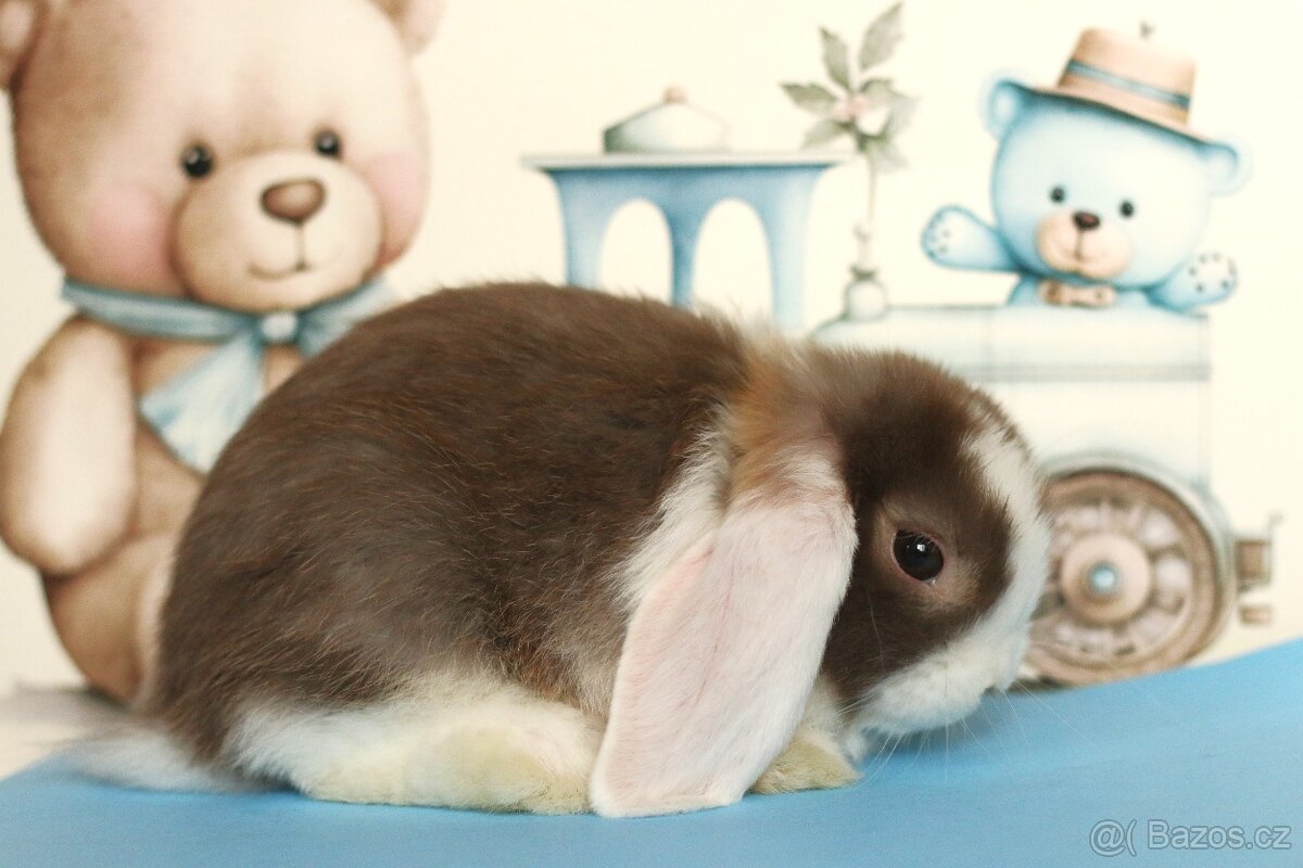 ❤️ Minilop samička ❤️ - 2