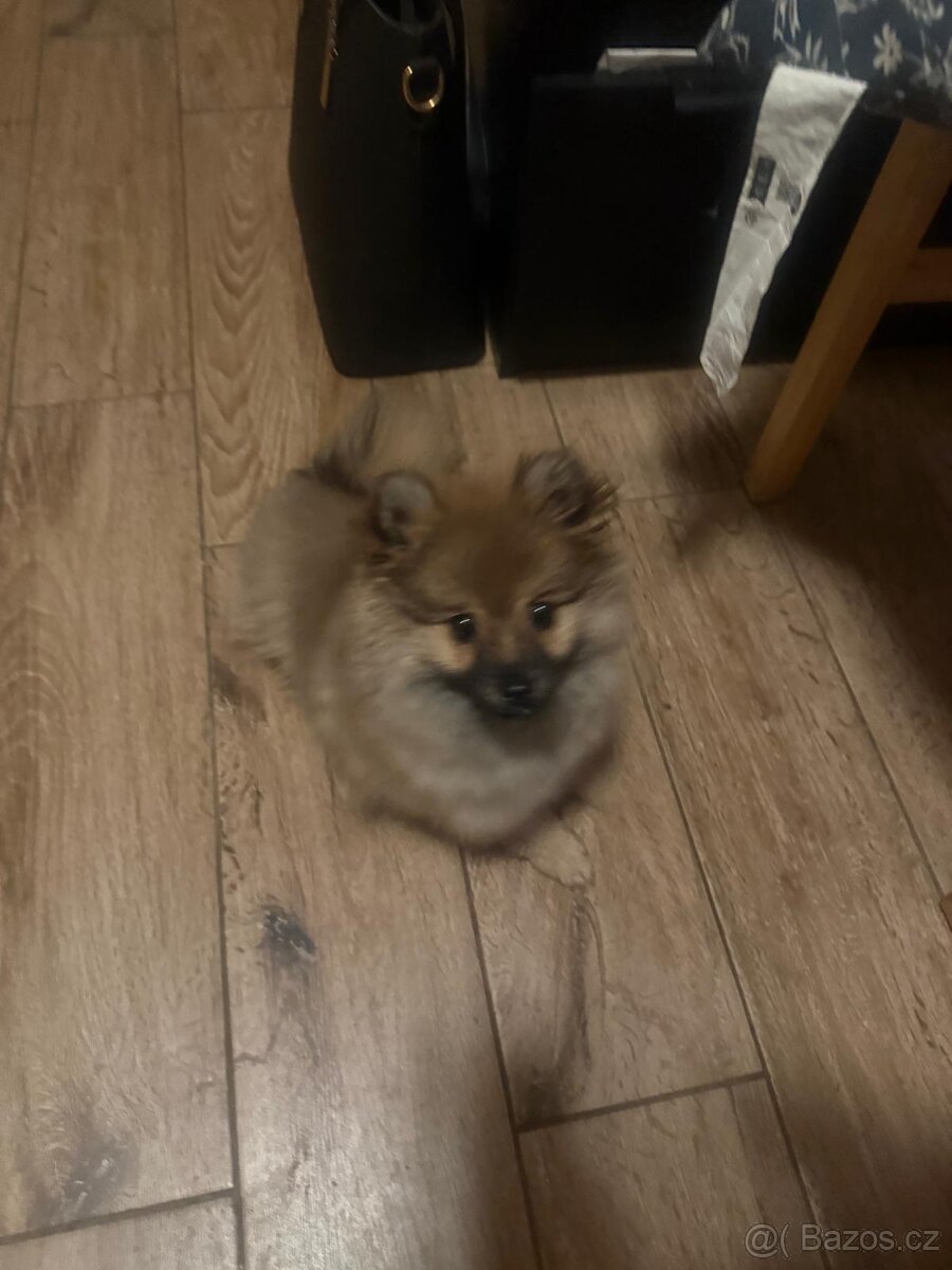 Prodám pomeriana německý špic - 2